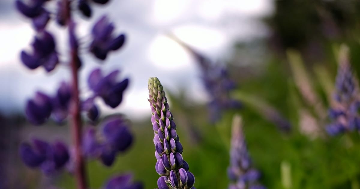 Flores moradas de lupino en un campo, la misma familia de plantas del tarwi.